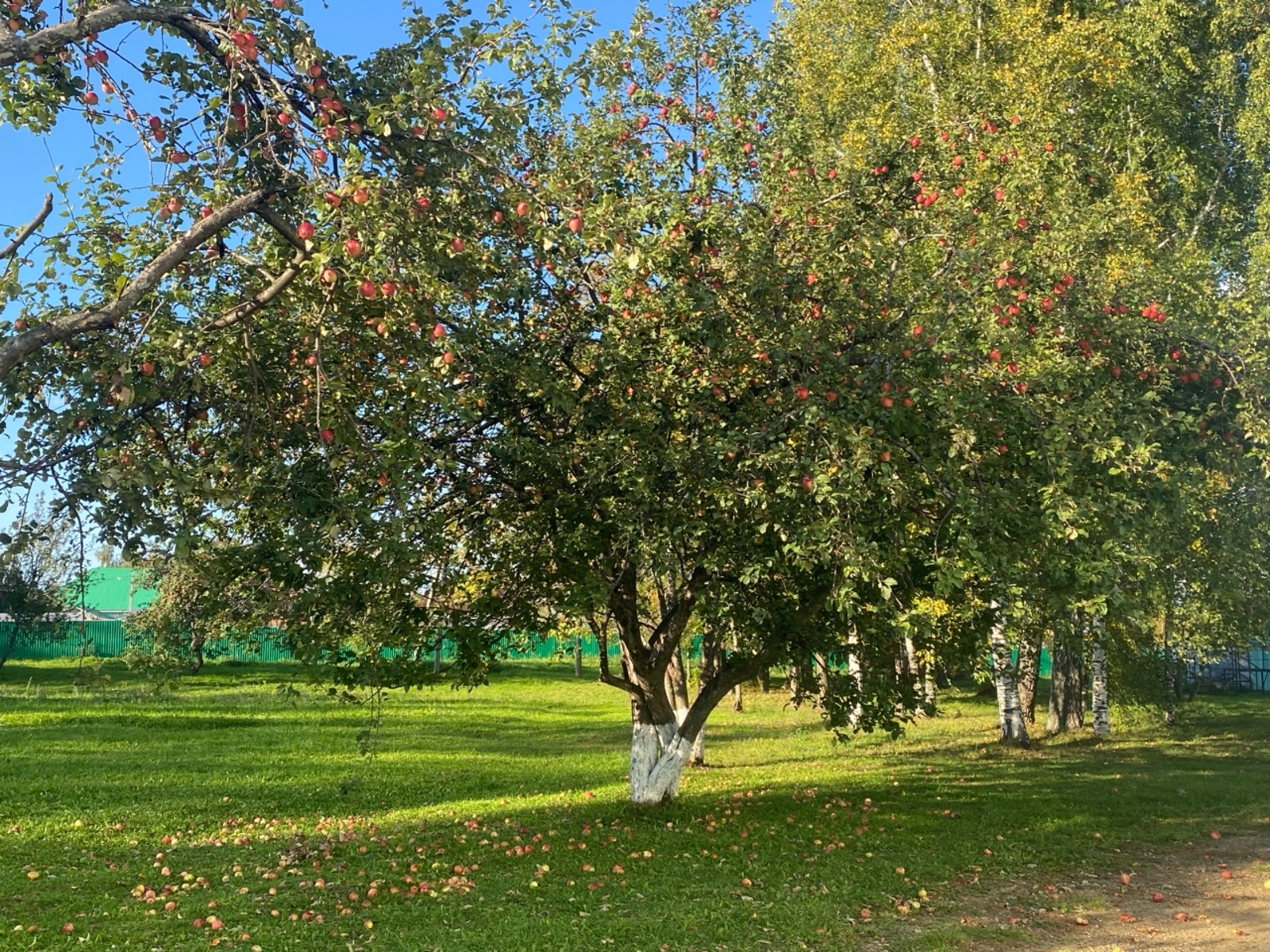 Сентябрь пахнет яблоками