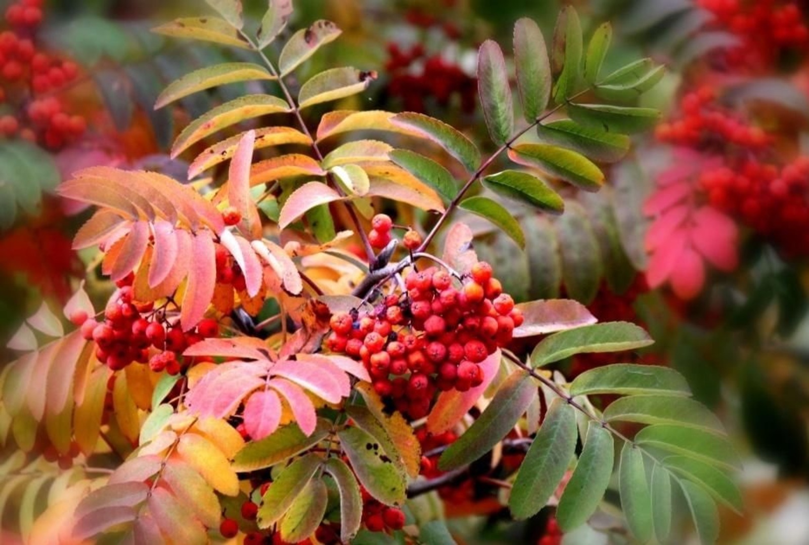 Сынап кара!