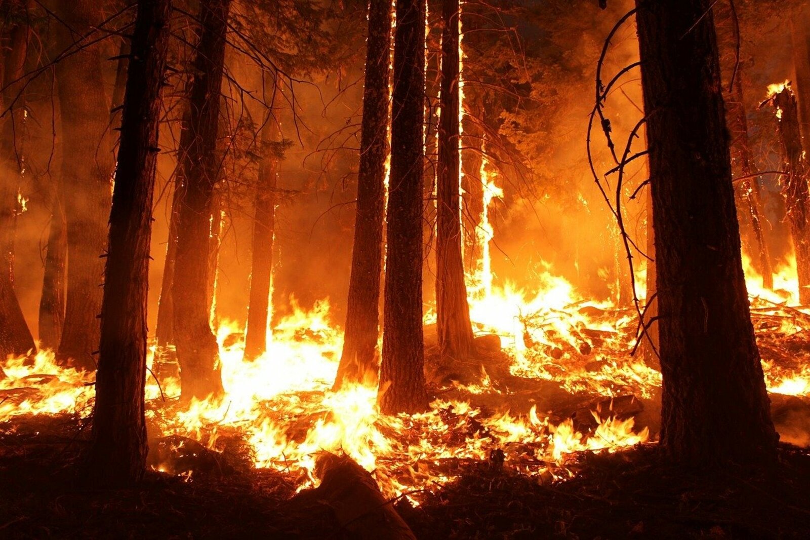 Пожароопасный сезон в Башкортостане: брифинг в прямом эфире
